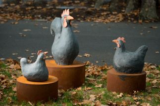 Rooster and Chooks Rooster and Chooks
