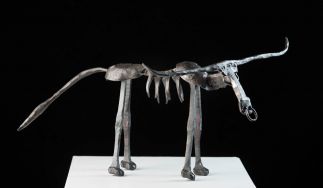 Wilheim’s Bull
