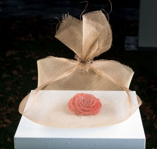 Surpise Package Surpise Package