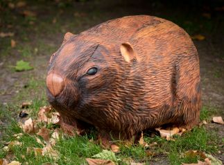Wilma the Wombat