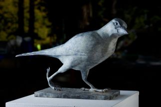 Australian Magpie