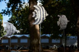 Yellow and Black Angel Fish