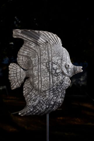 Angel fish with lines