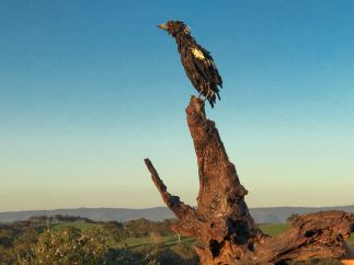 Milly the magpie Milly the magpie