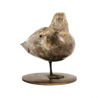 Pink eared duck
