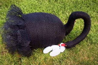 Black Swan Black Swan