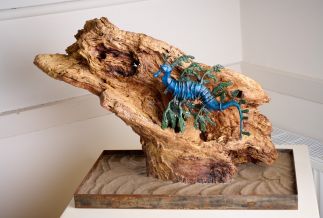Leafy Seadragon on driftwood