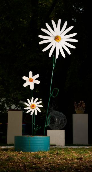 Oxeye Daisies