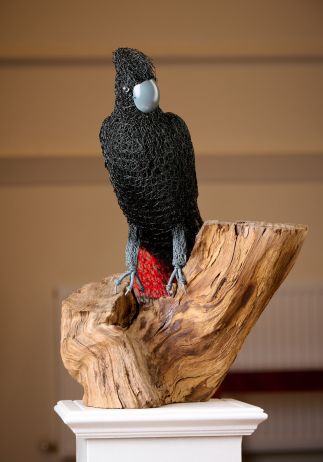 Red-tailed Black Cockatoo Red-tailed Black Cockatoo