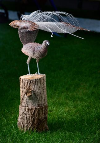 Lyrebird Lyrebird