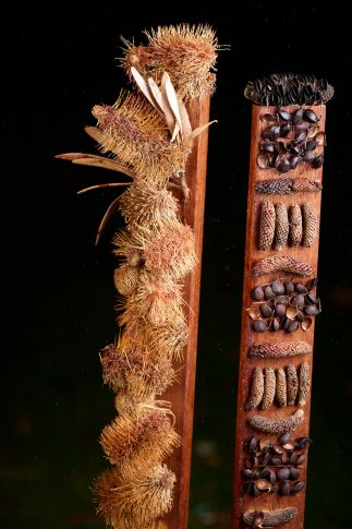 Totem 3 (x3) Totem 3 (x3)