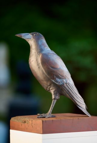 Magpie Magpie