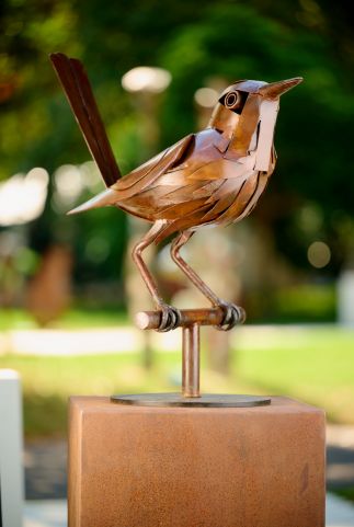 Fairy Wren Fairy Wren