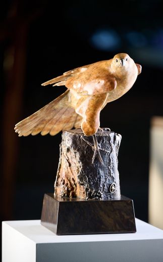 Brown Goshawk “On the Lookout” by 
											
												Jake Mikoda
											