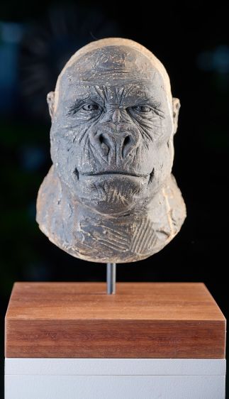 Female Gorilla study Female Gorilla study