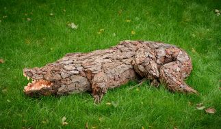 Snappy the crocodile by 
											
												Helen Jeffs
											