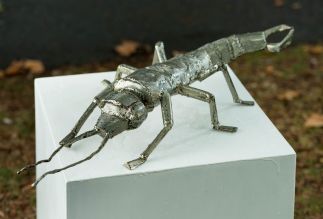 Earwig